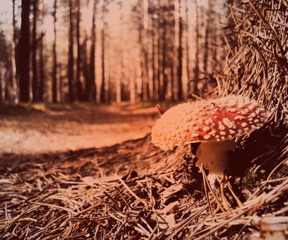 Мухомор обои