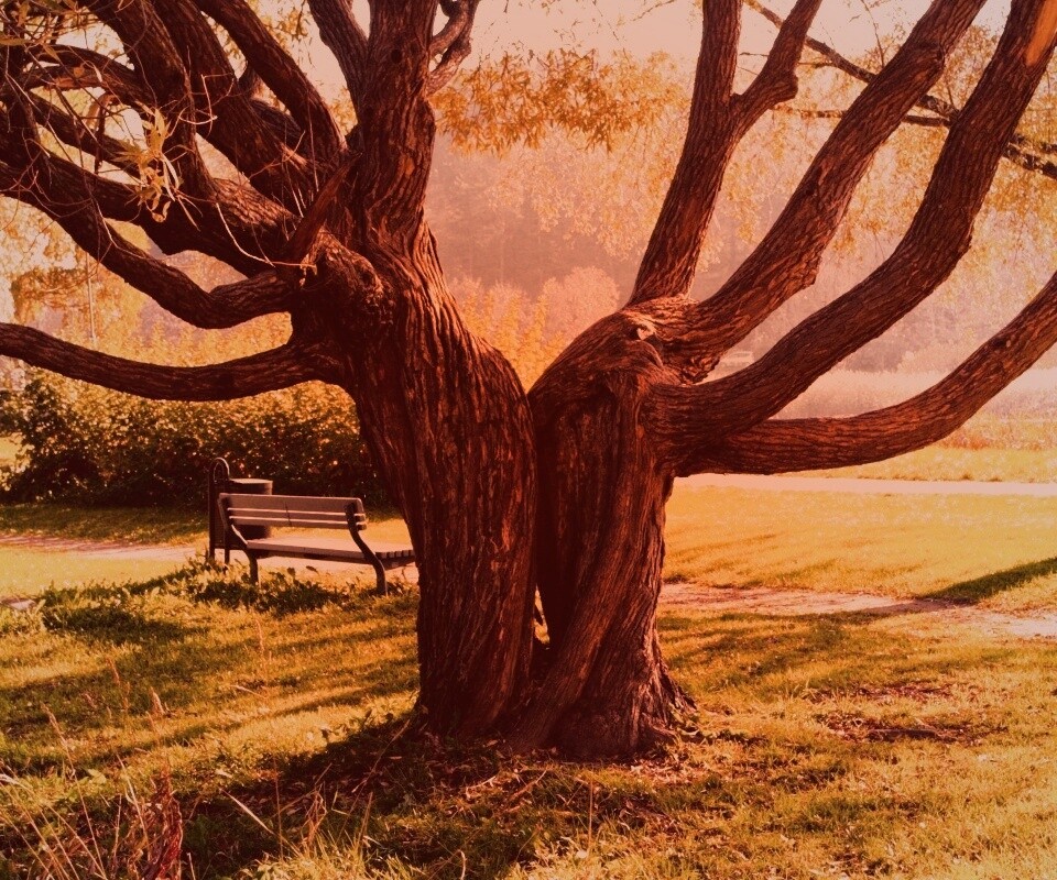 Старые сросшиеся деревья обои