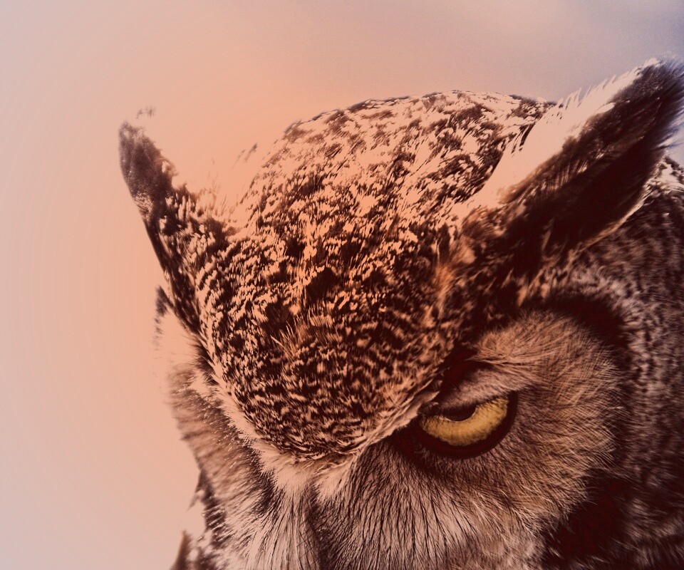 Злая сова обои