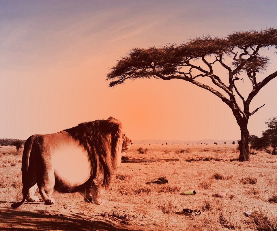 Толстый лев обои