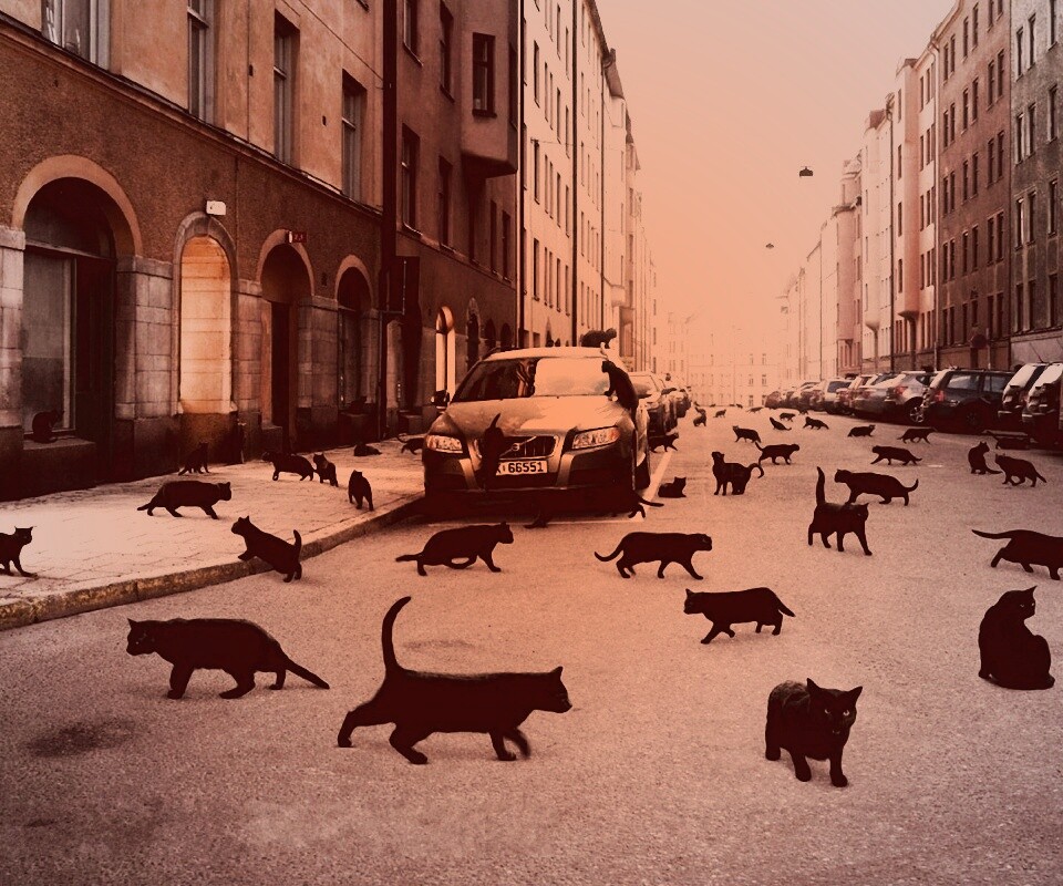 Город кошек обои