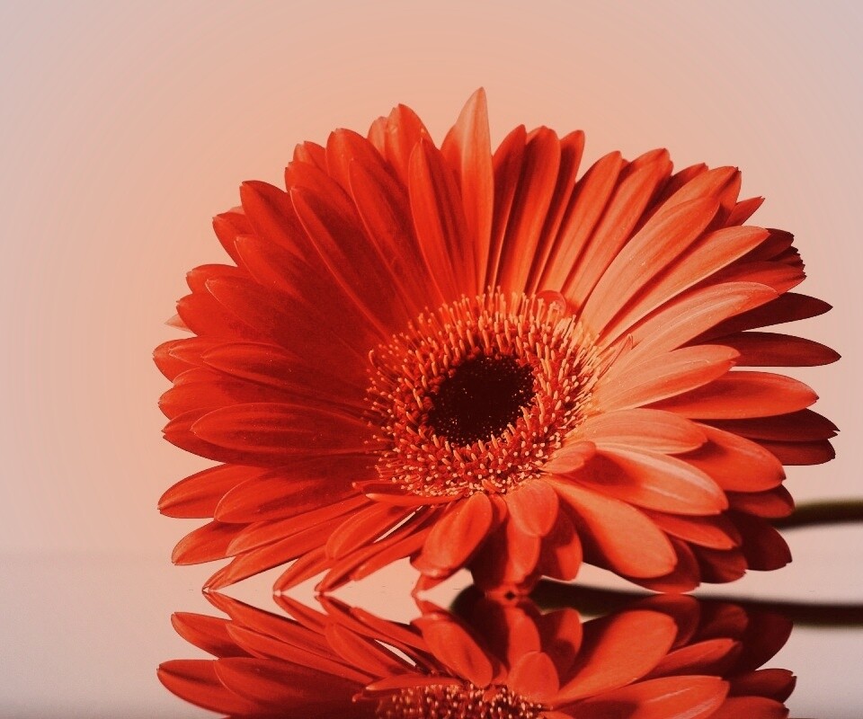 Гербер на стекле обои