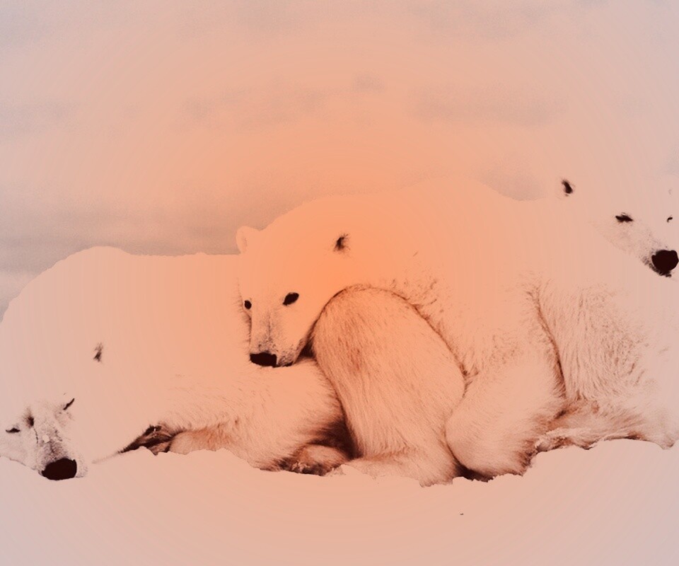 Белые мишки спят обои