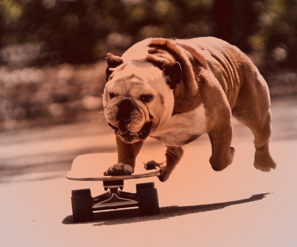 Собака на скейтборде обои