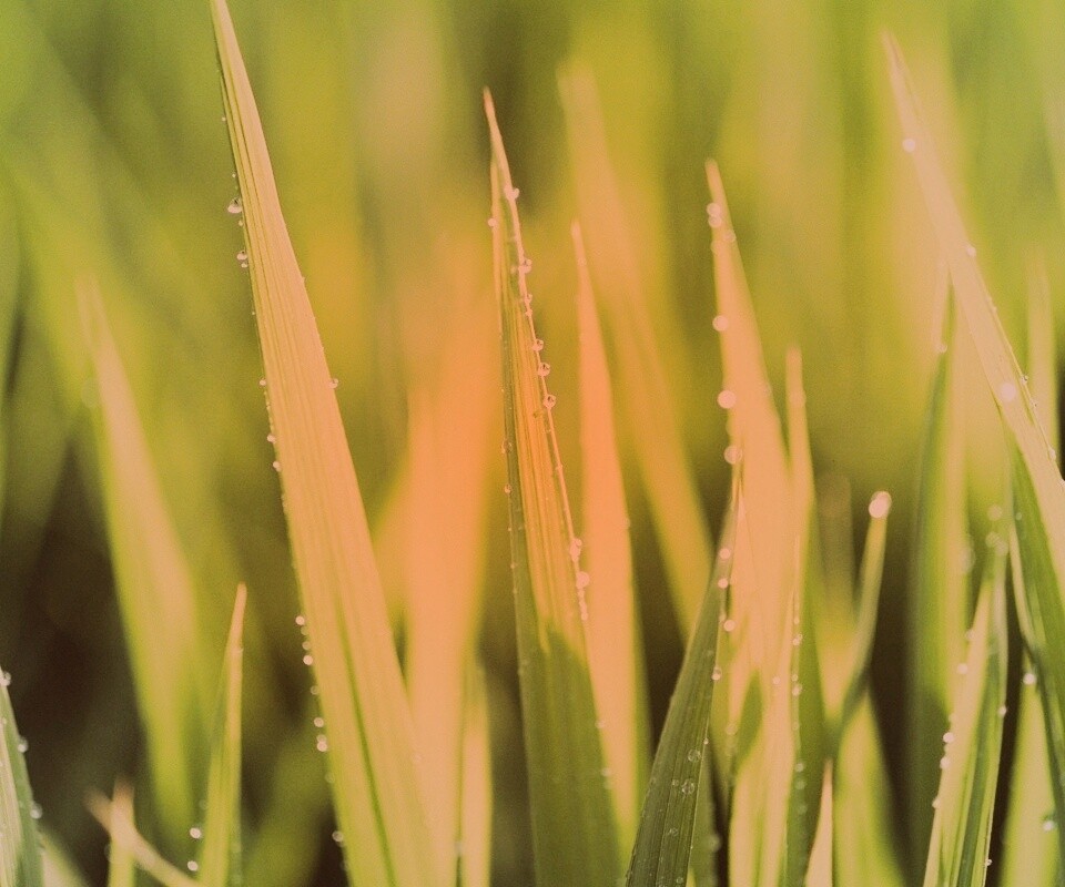 Яркая зеленая трава обои