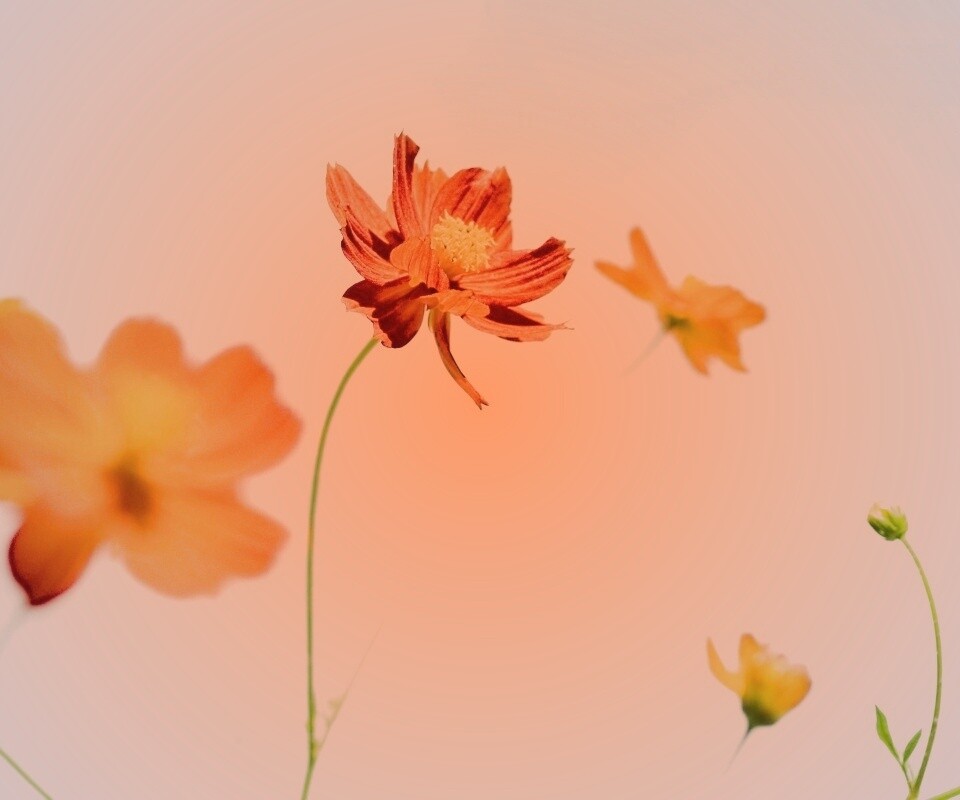 Летние цветы на фоне неба обои