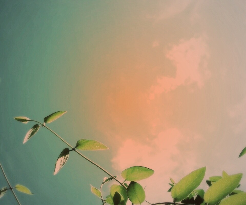 Веточки на фоне неба обои