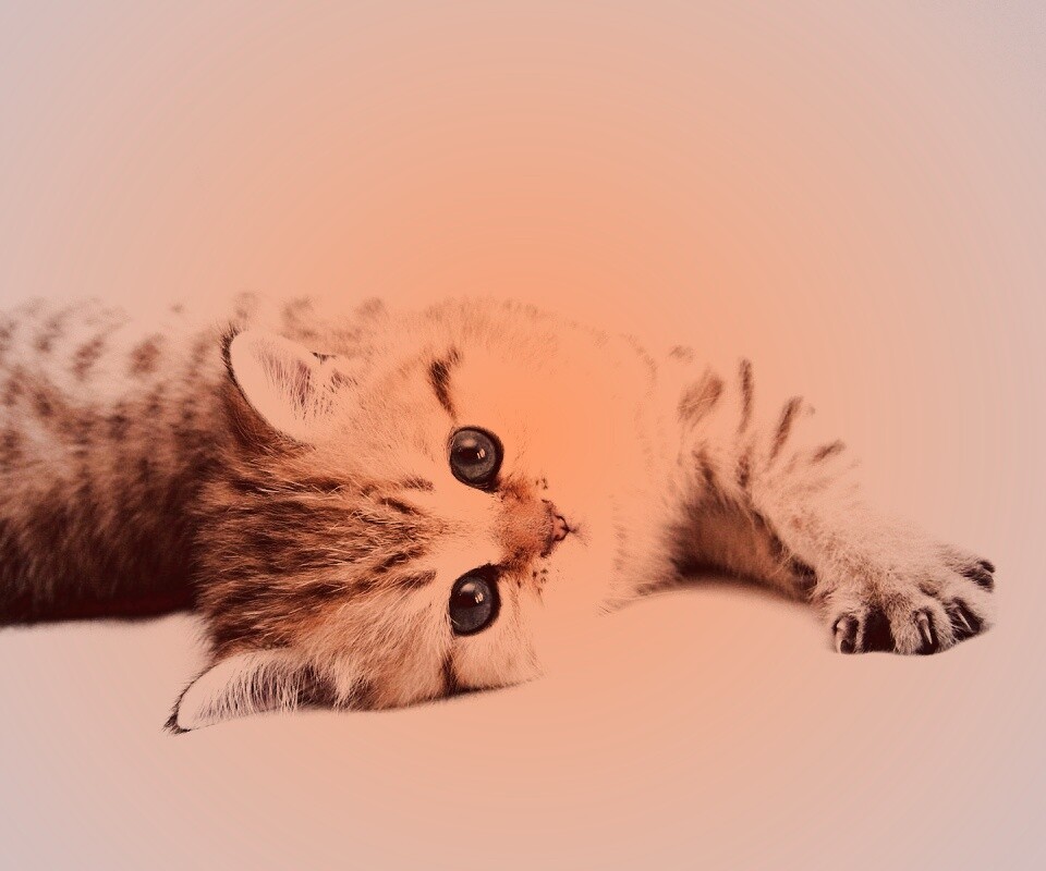 Рыжиый котенок с синим глазами обои