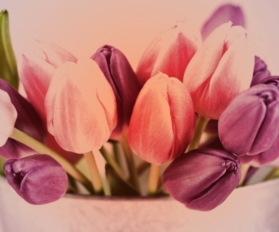 Розовые и фиолетовые тюльпаны обои