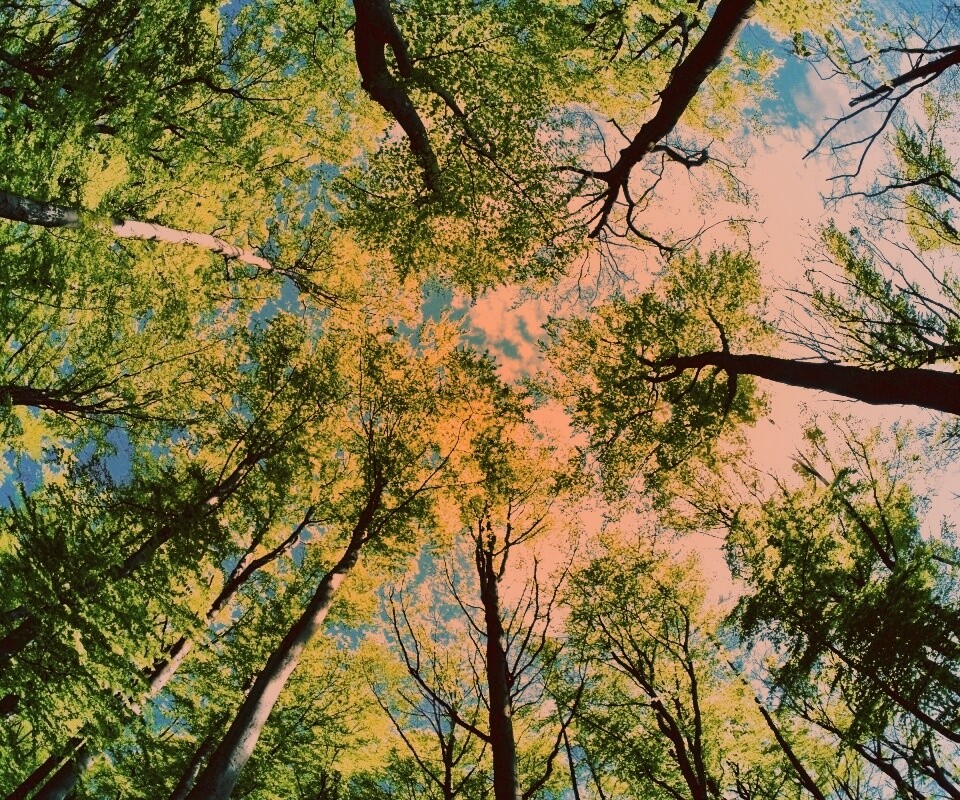 Кроны деревьев обои