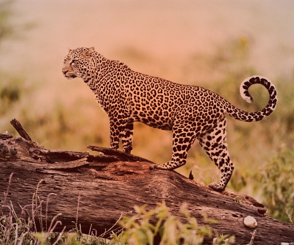 Леопард на природе обои