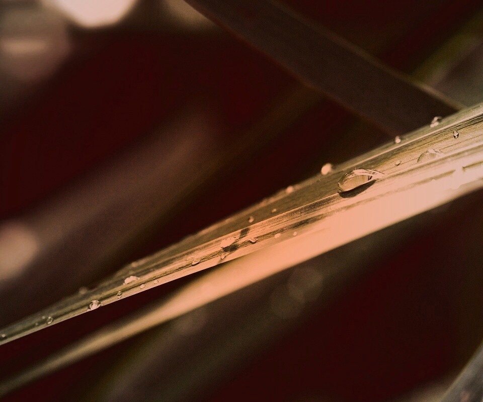 Капли росы на листе обои