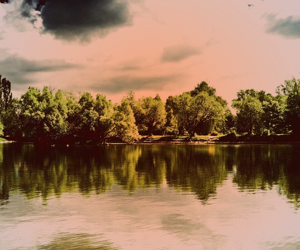 Деревья на берегу озера обои