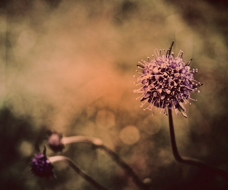 Цветок в макро обои