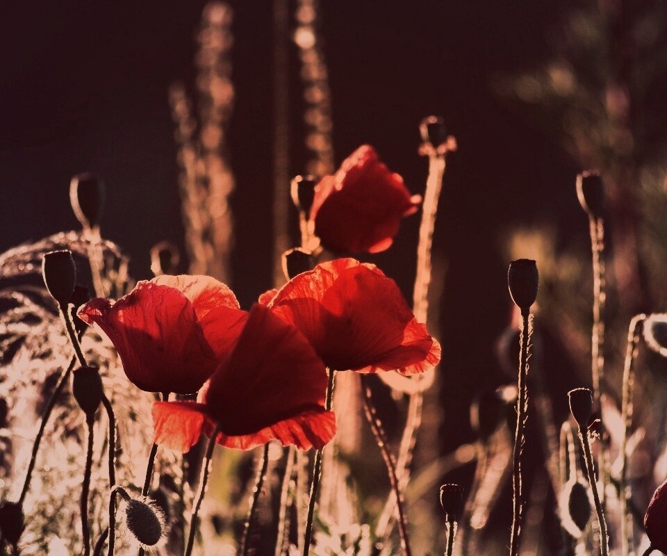 Макро фото мака обои