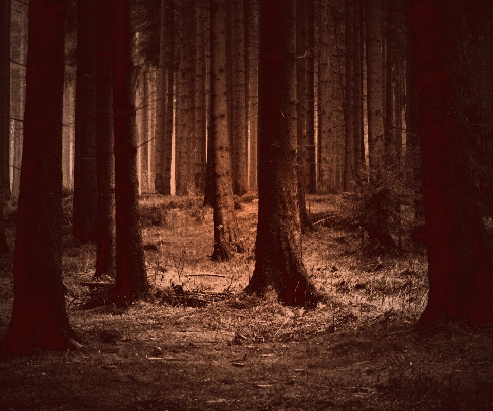 Темный лес обои