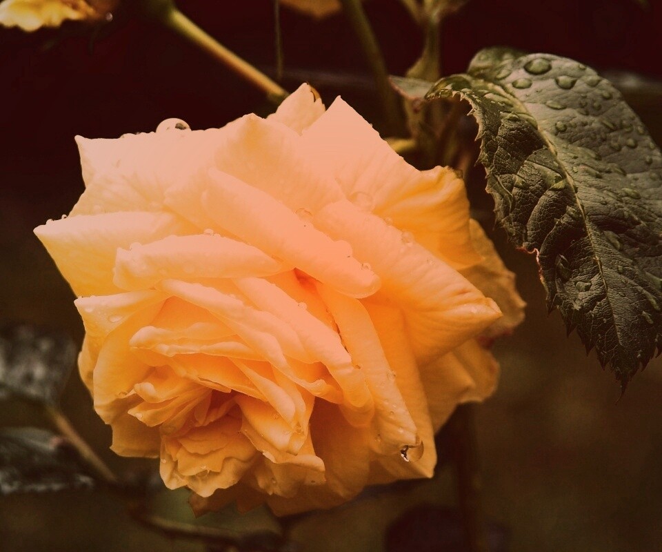 Желтая роза обои