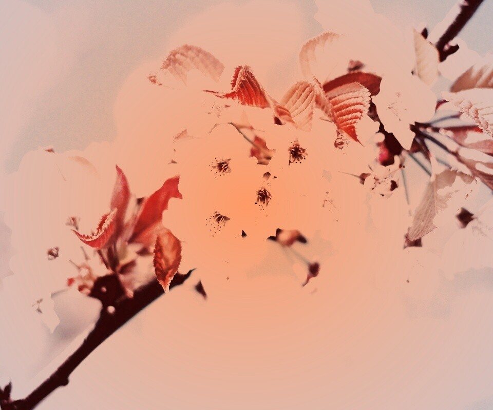 Белые цветы вишни обои