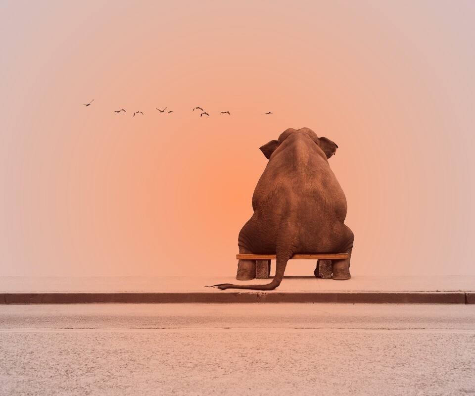 Слон на табуретке обои