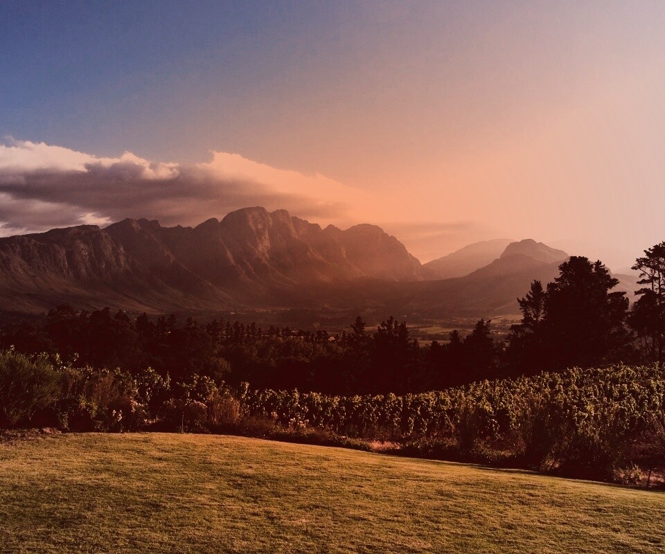 Виноградники в Африке обои