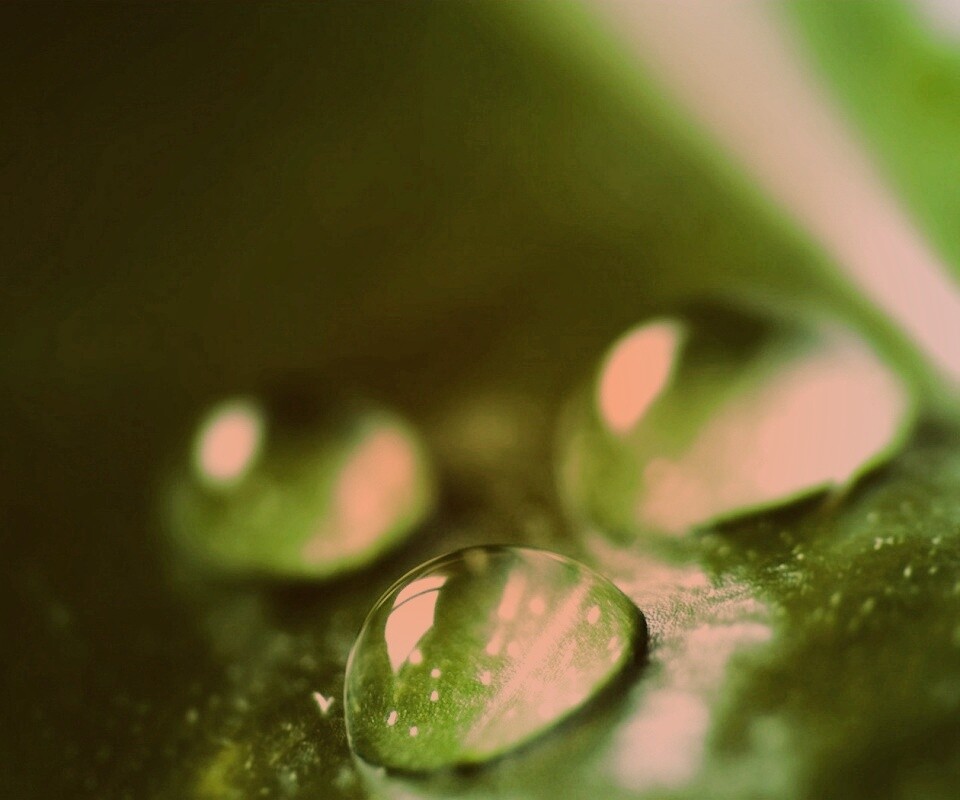 Зеленые капли росы обои