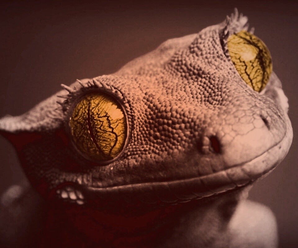 Ящерка обои