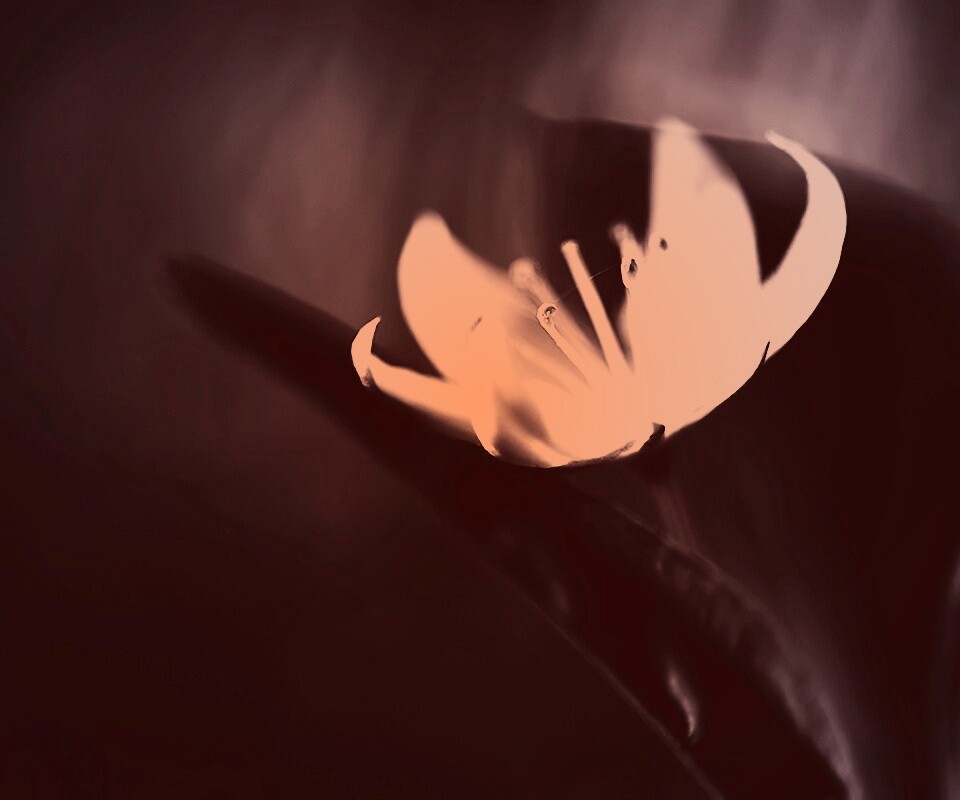 Белый цветок обои