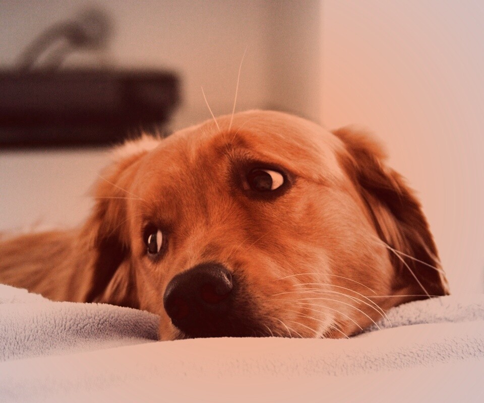 Лабрадор-ретривер обои