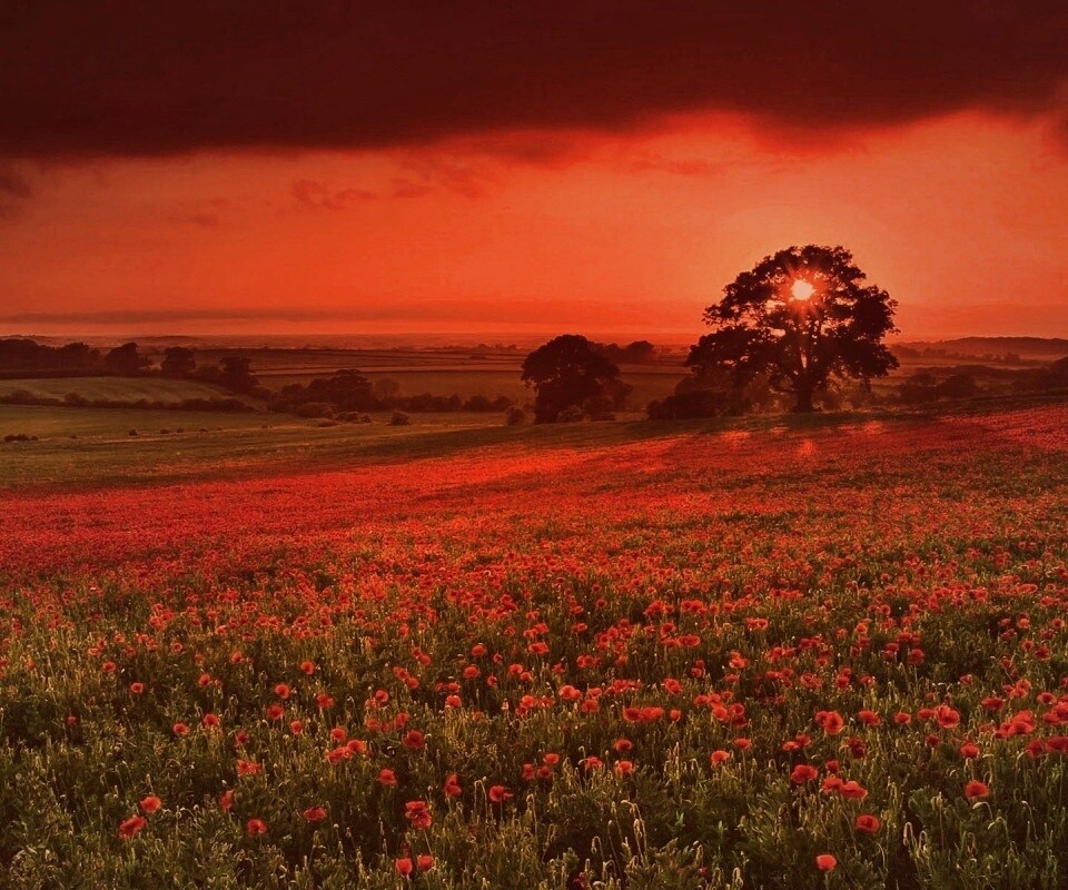 Закат на поле красных цветов обои