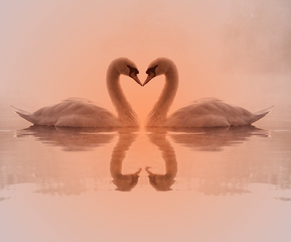 Влюблённые лебеди обои