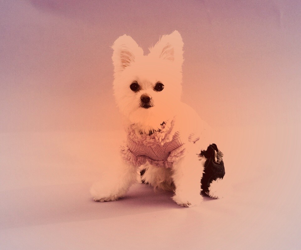 Собачка в свитере обои