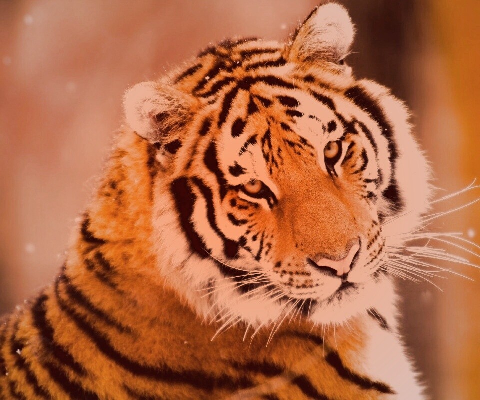 Тигр оборачивается обои