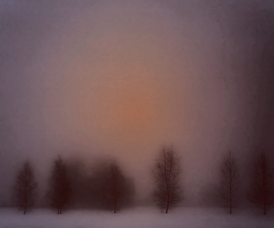 Деревья в тумане обои