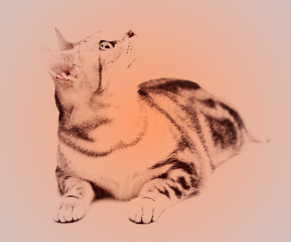 Котэ смотрит наверх обои