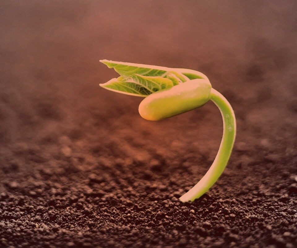 Макро фото зелёного росточка обои