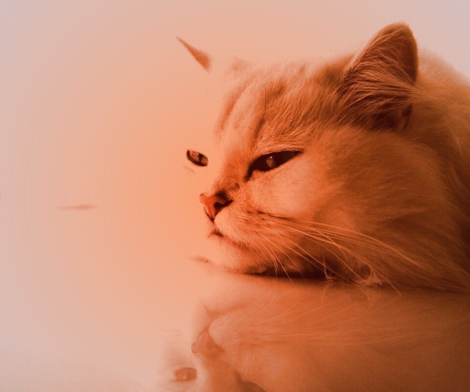 Пушистый домосед обои