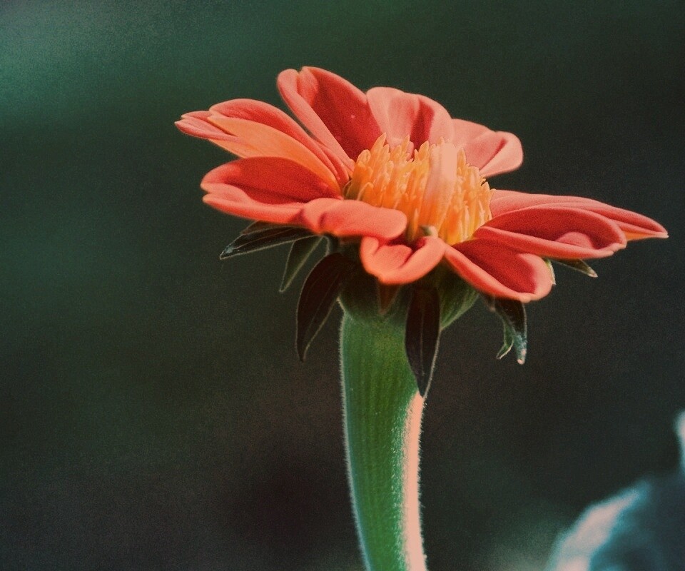 Красивый красный цветок обои