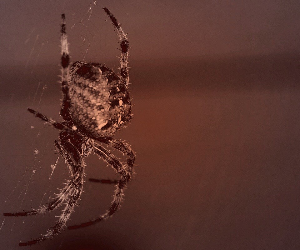 Паук обои