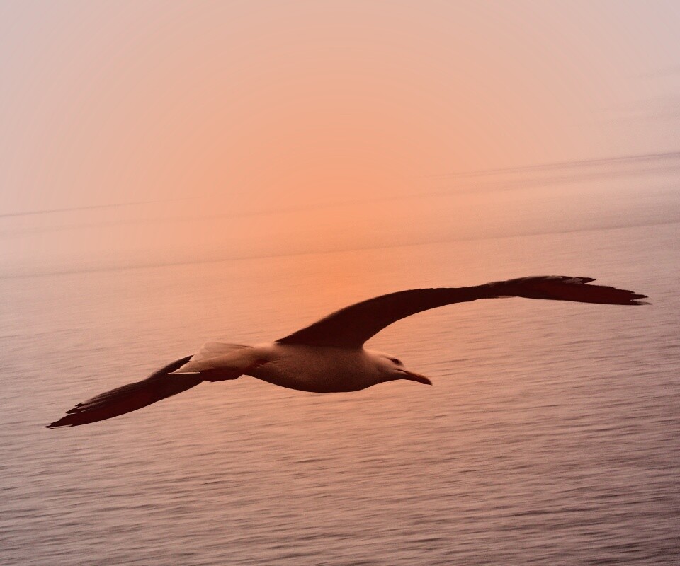 Чайка в полете обои