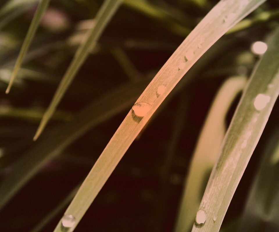 Капли росы на траве обои