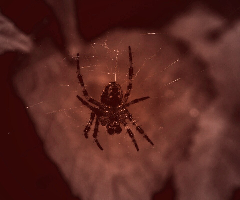 Паук на паутине обои