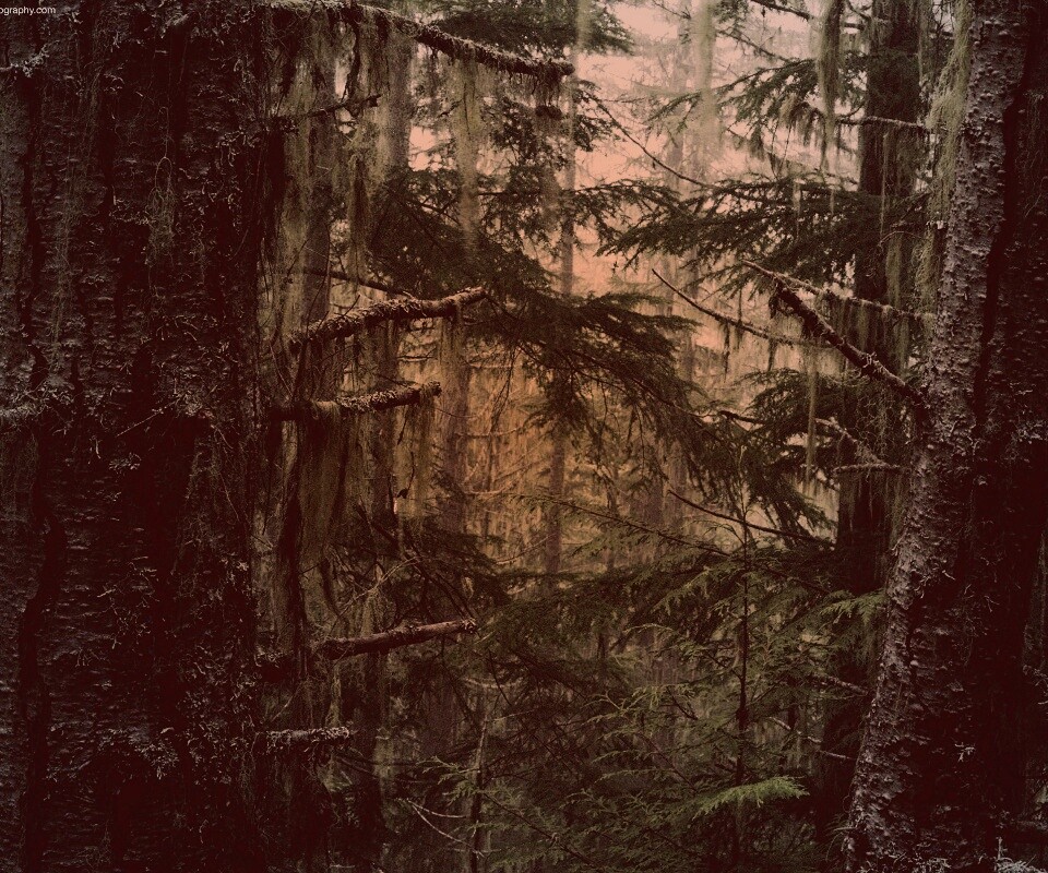 Дремучий лес обои