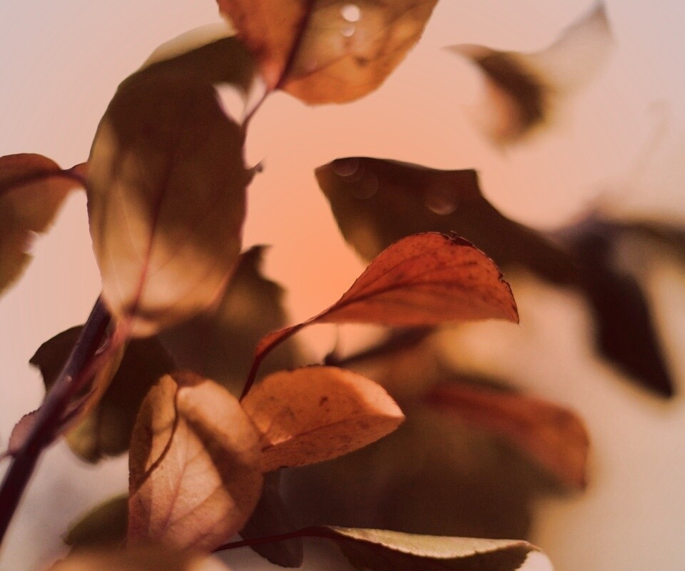 Увядающие листья обои