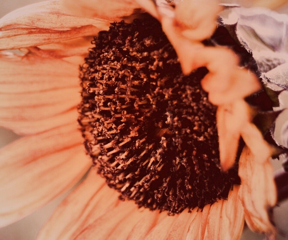 Подсолхну осенью обои