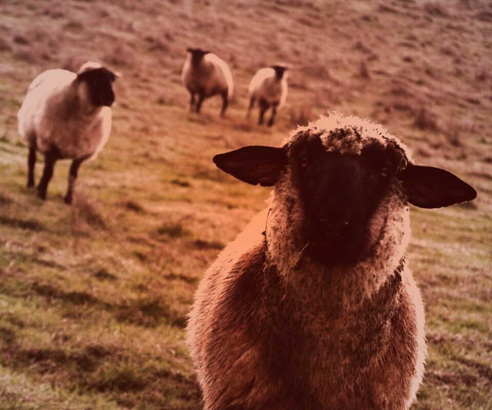 Овцы на пастбище обои