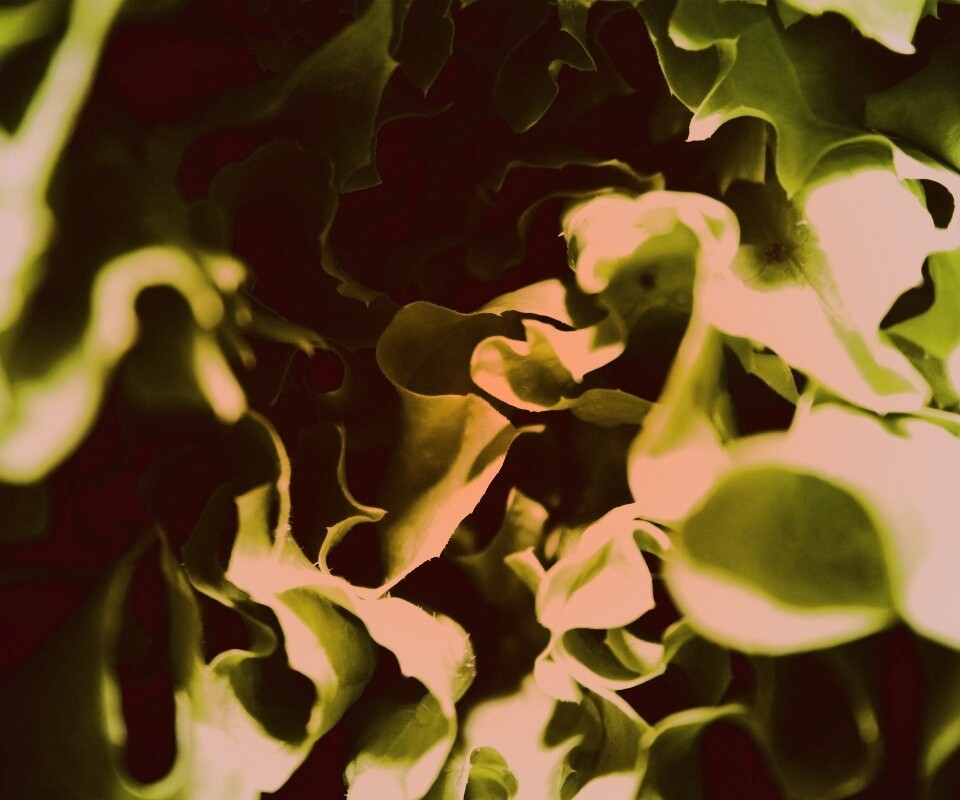 Зеленая листва обои