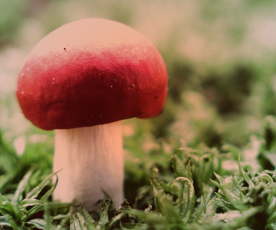 Грибок с красной шапкой обои