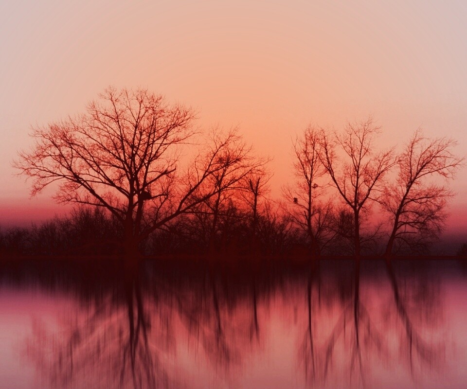 Деревья при закате обои