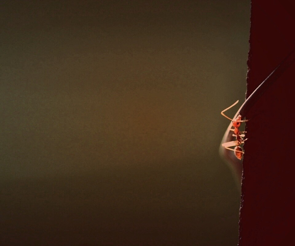 Муравей-пожарник обои