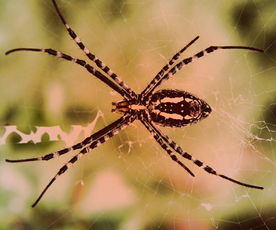 Огромный паук обои